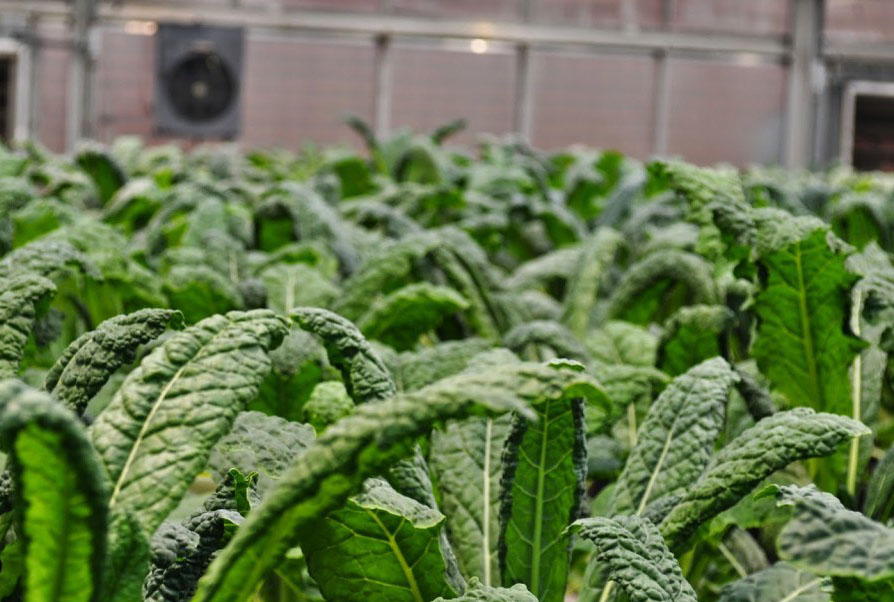 kale growing indoor