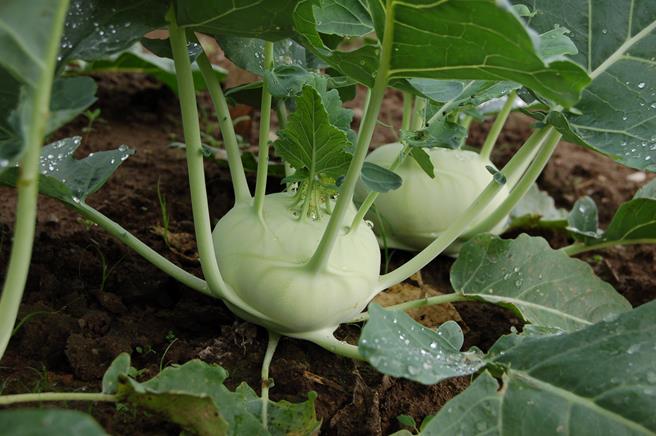 kohlrabi growing indoor