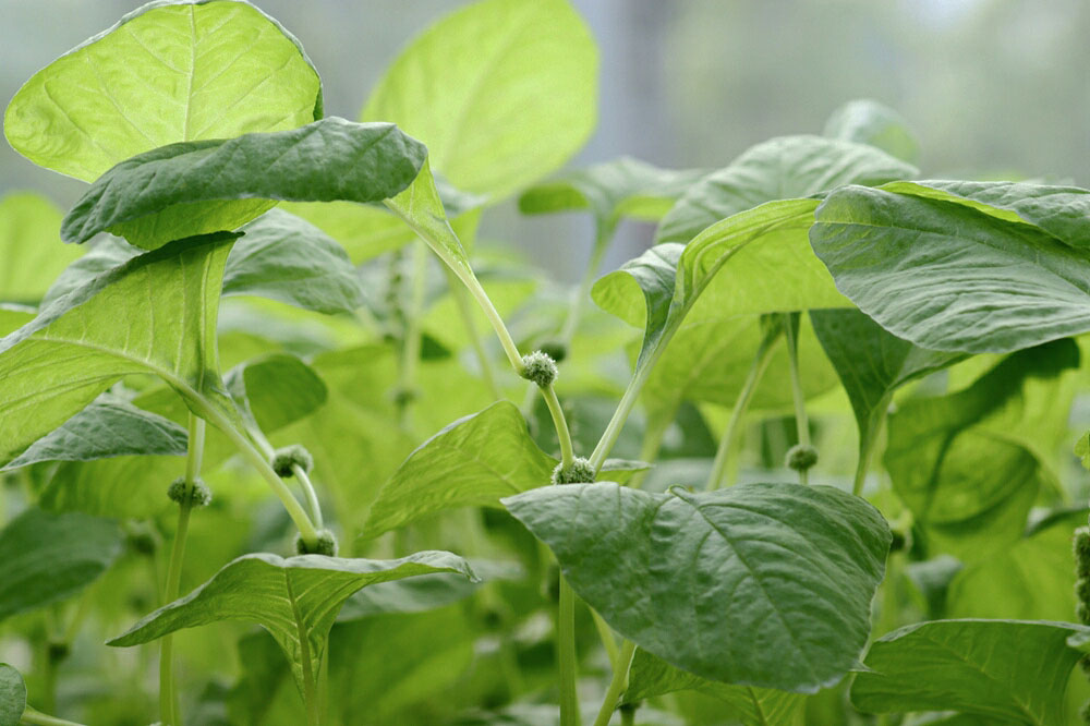 led grow light atop lighting for vertical farming leafy greens