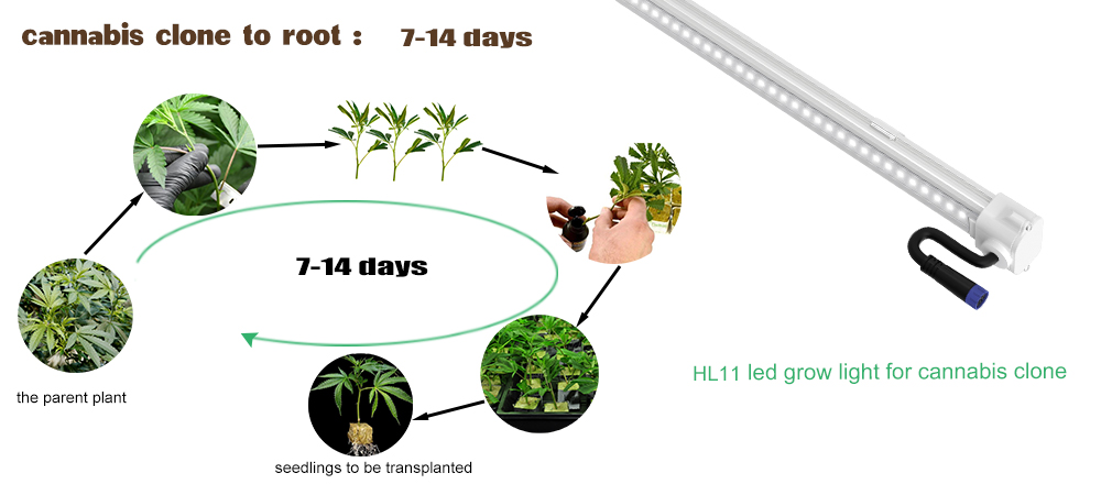 led grow light for cannabis clone stage 02