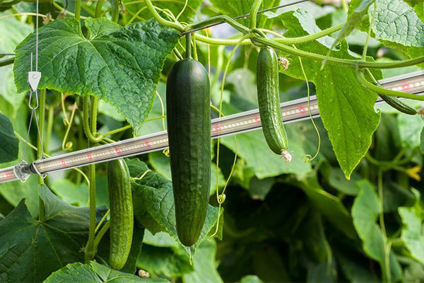 led interlighting for cucumber