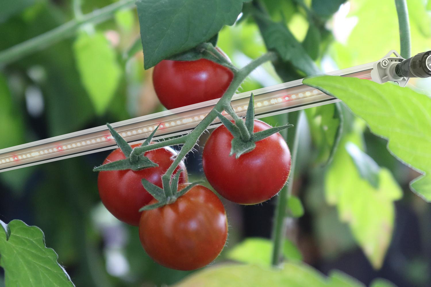 led interlighting for tomatoes