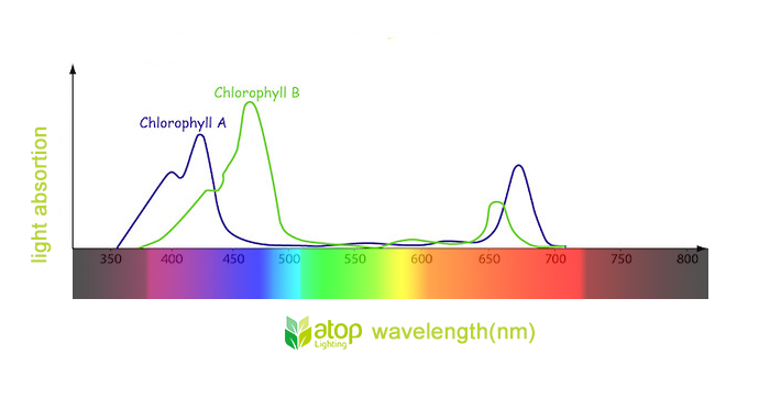light absortion of chlorophyll a and b