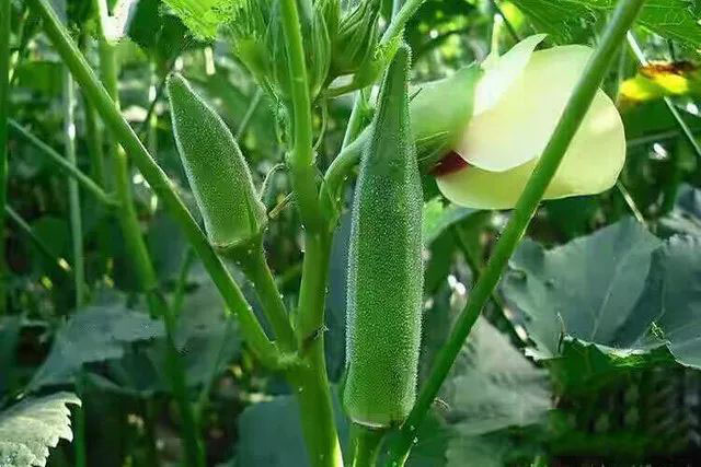 okra growing indoor