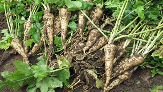 parsnips growing indoor