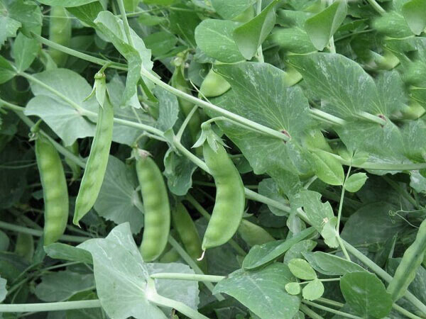 peas growing indoor