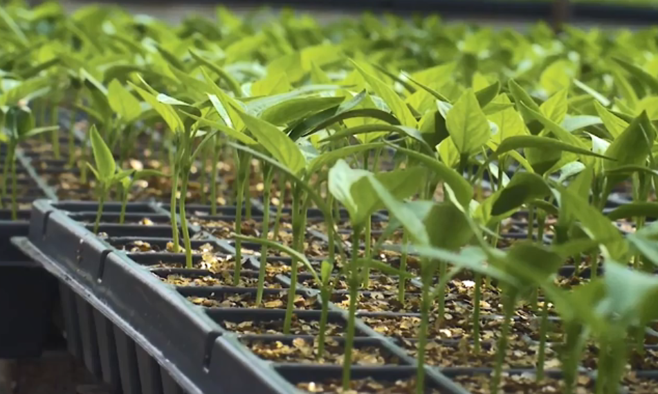 pepper seeding led grow light Atop lighting