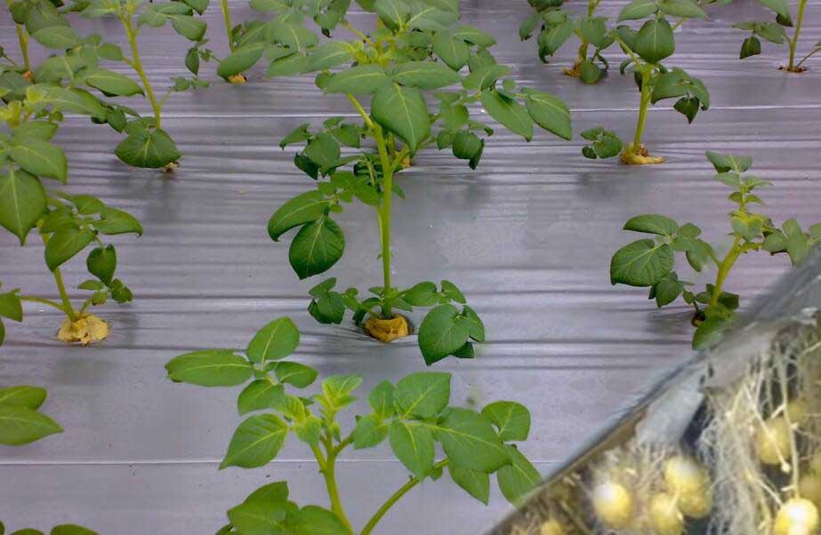 potatoes growing indoor