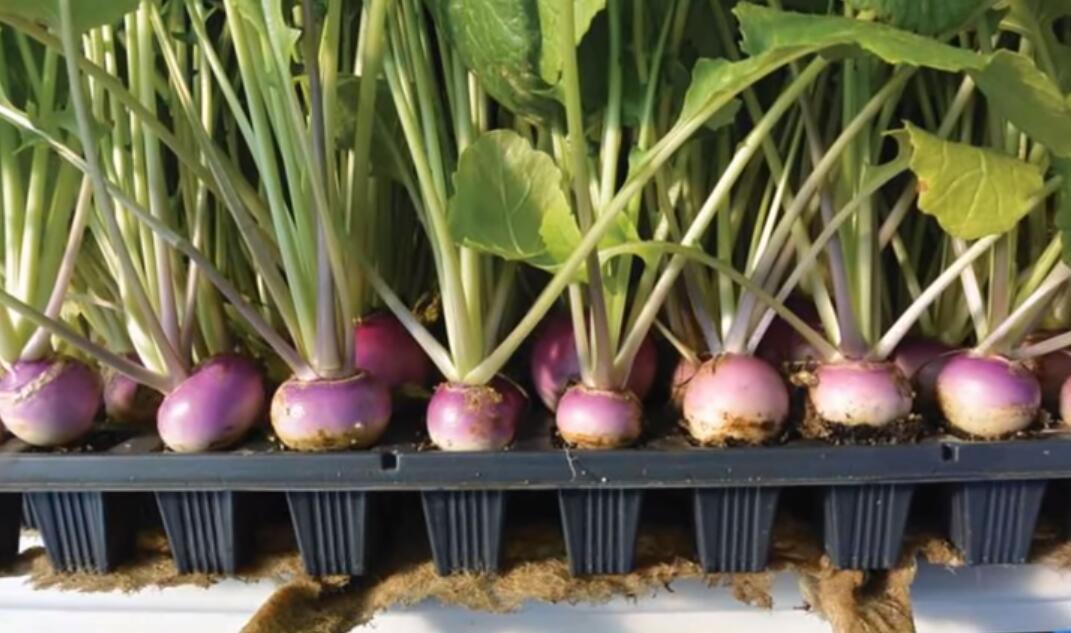 radishes growing indoor