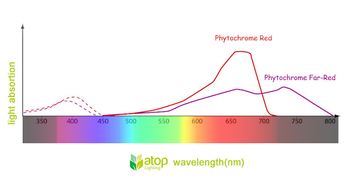 The Impact on Crops of 730nm Far Light in LED Grow Lighting