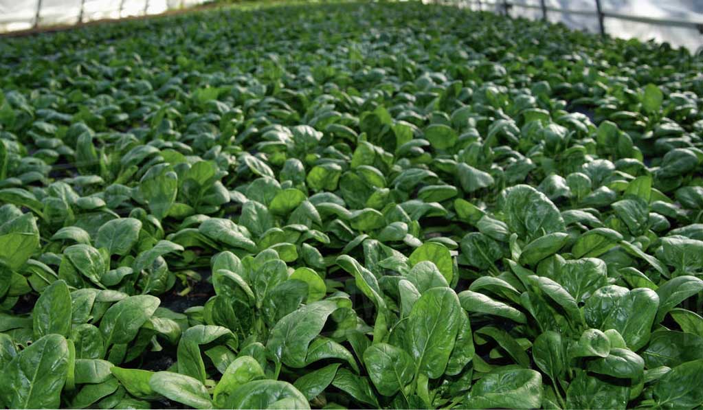 spinach growing indoor