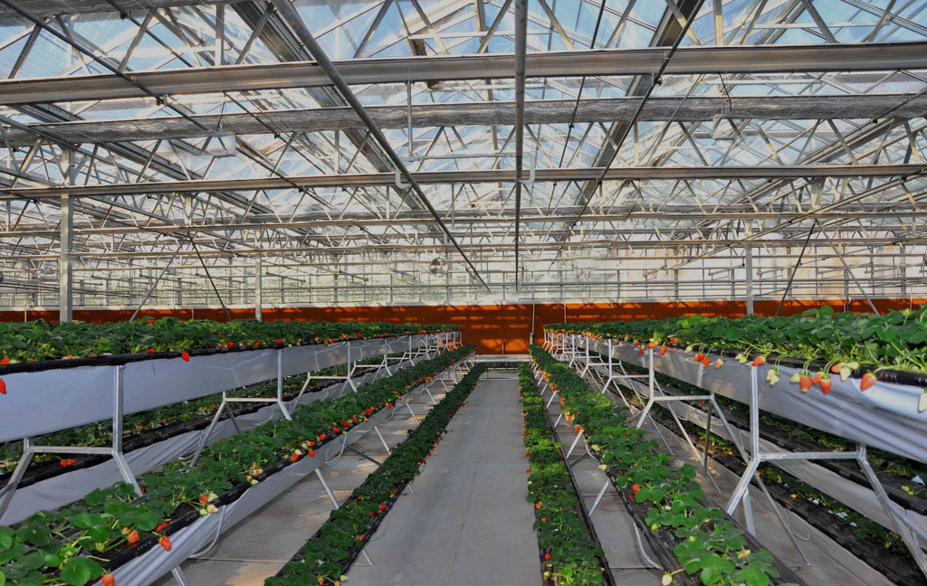 strawberry growing indoor