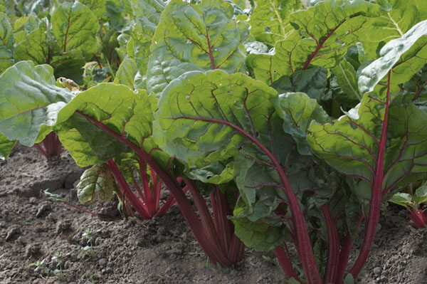 swiss chard growing indoor