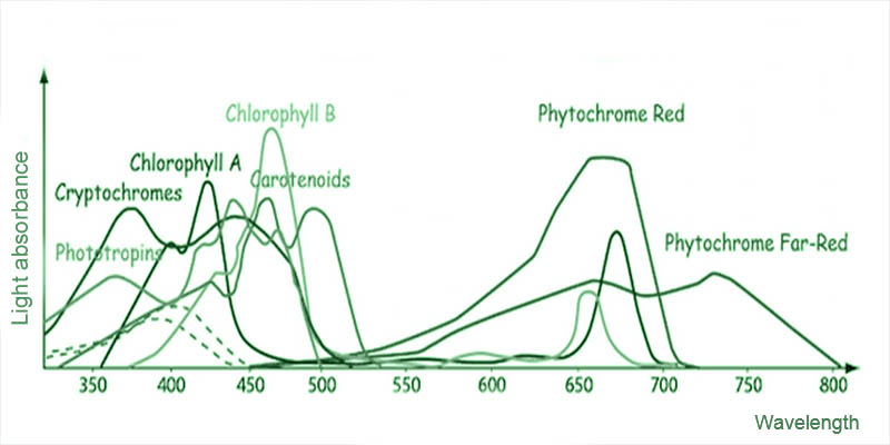 the light absorbance and wavelength