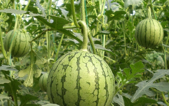 watermelon growing indoor