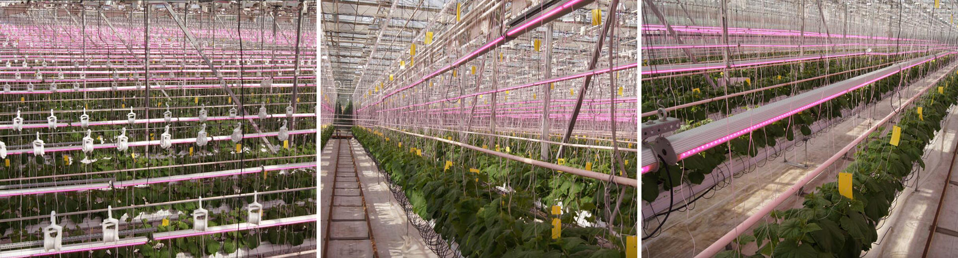 Inter Lighting Atop Horti Reina applications