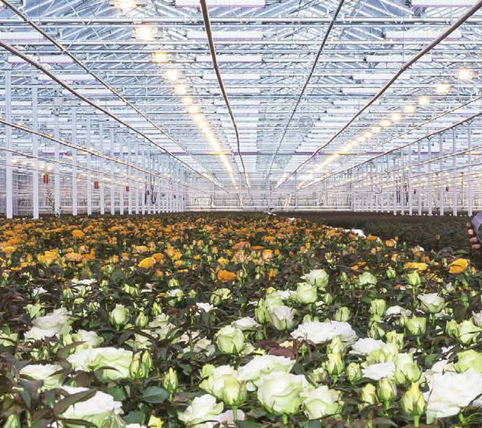 Floriculture LED Grow Light