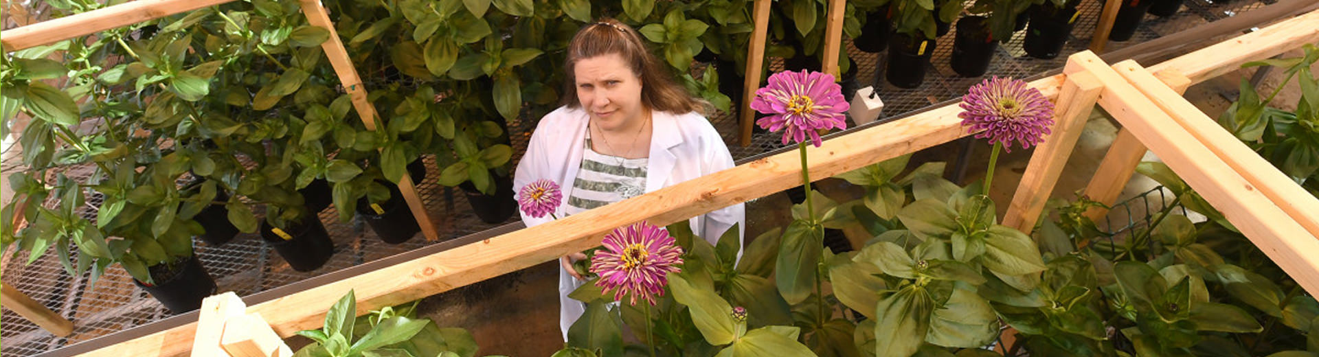 LED Grow Light for Floriculture