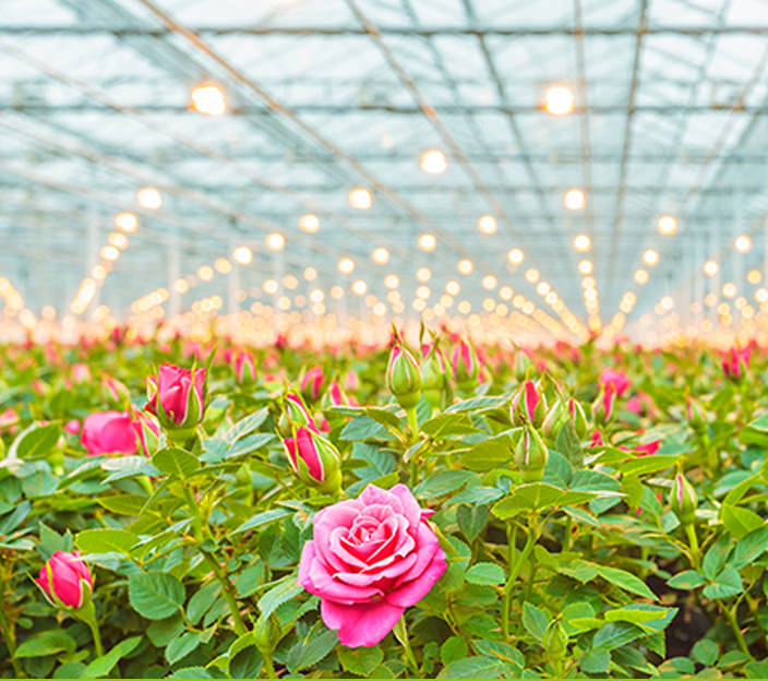 horticultural and medicinal plants grow light