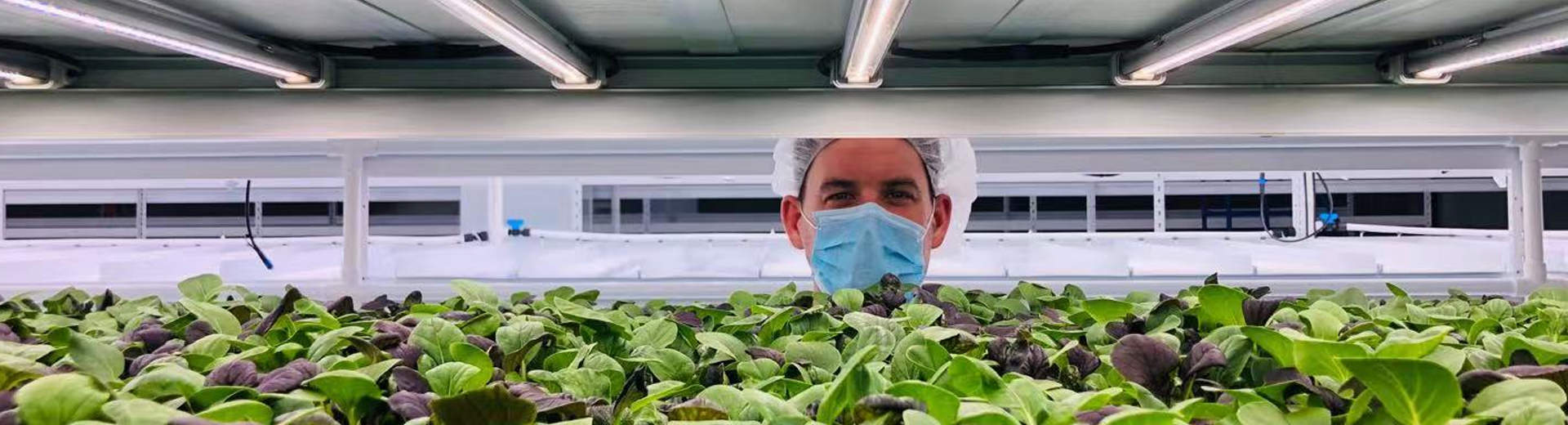 Grow Light for Leafy Greens