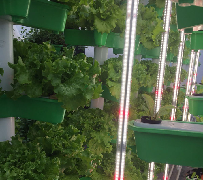 Leafy Greens LED Grow Light