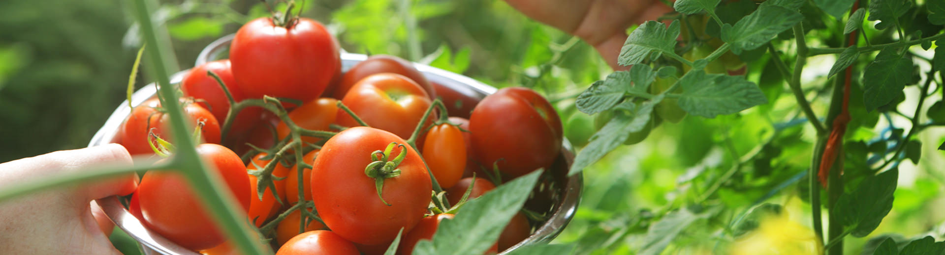 Grow Light for Vine Crops