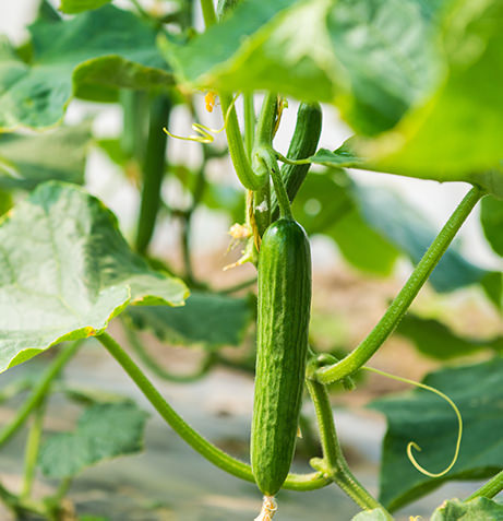 LED Grow light for tomatoes & cucumbers