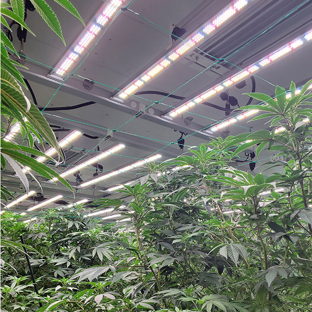 High Lighting Performance in Indoor Cannabis