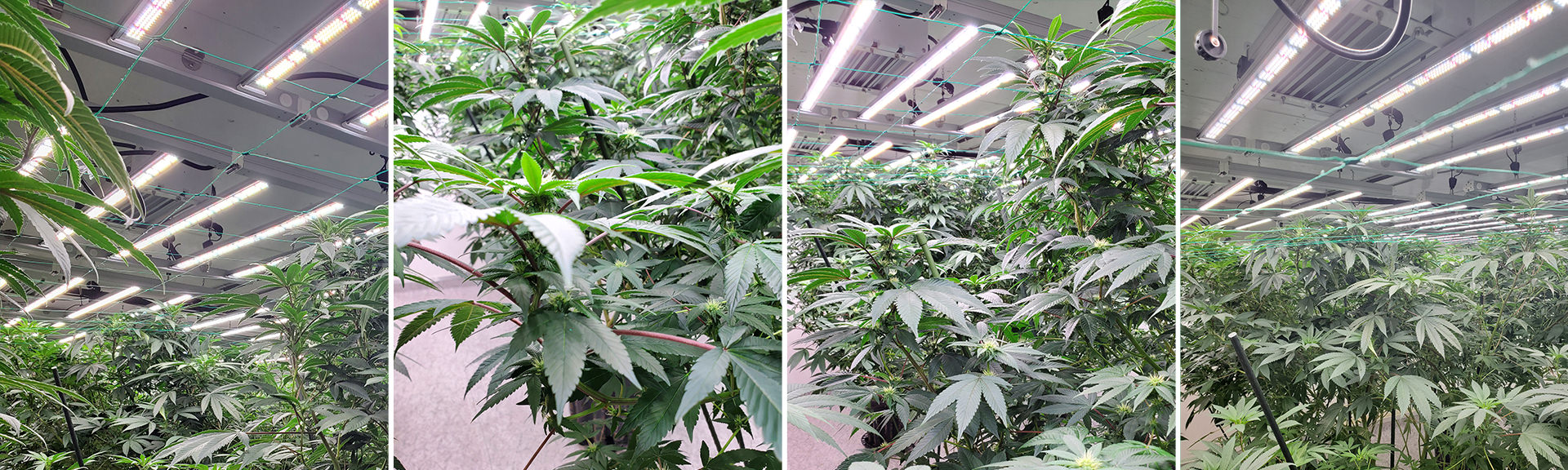 Indoor Cannabis with Atop Horti Mars case