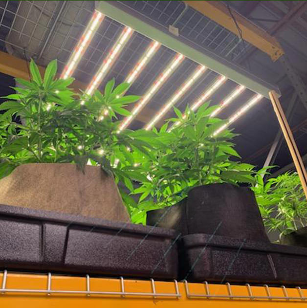 Great Appreciated Lighting in Vertical Cannabis