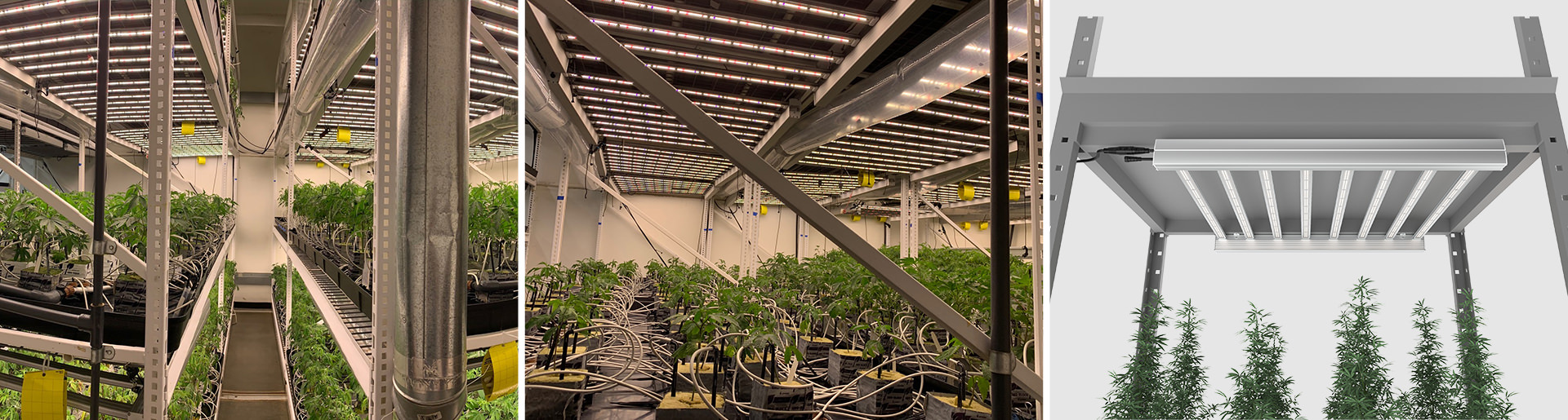 Indoor Vertical Cannabis with Horti Rey case