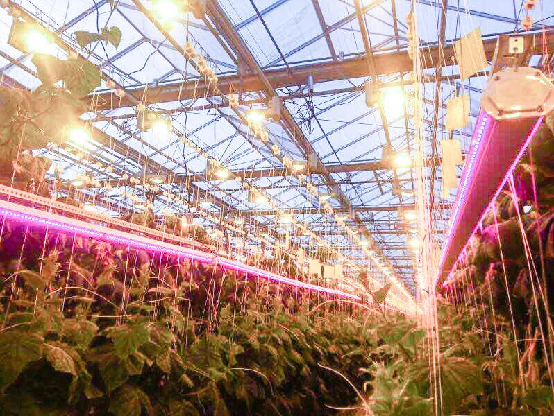 LED greenhouse lighting supplier