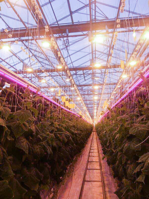 indoor greenhouse with grow light