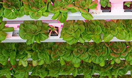 High Rise Vegetables with greenhouse grow lights