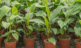 Potted plants with led plant lights