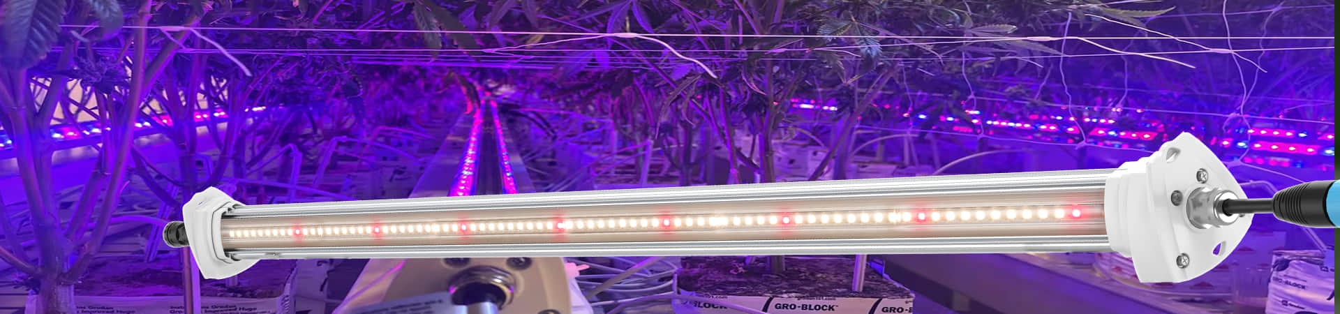 HORTI REINA LED Interlighting System