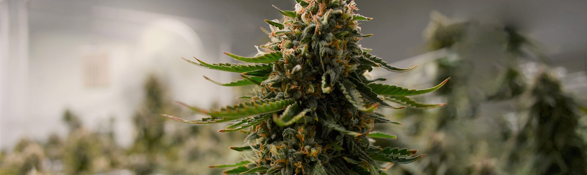 cannabis, using full spectrum flowering distribution