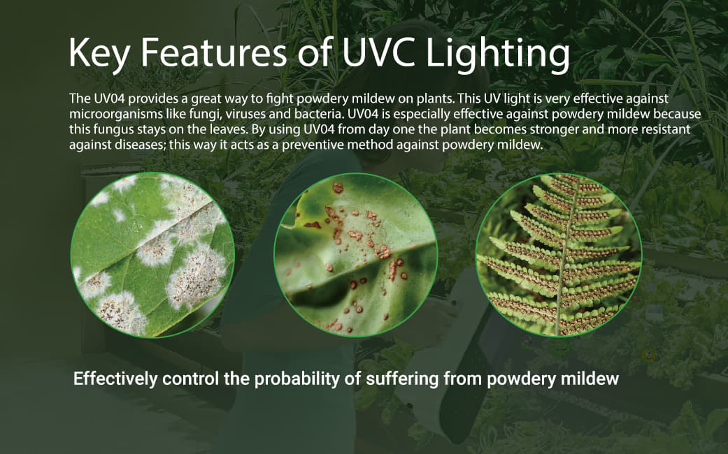 Why UVC For Powdery Mildew And Bud Mold