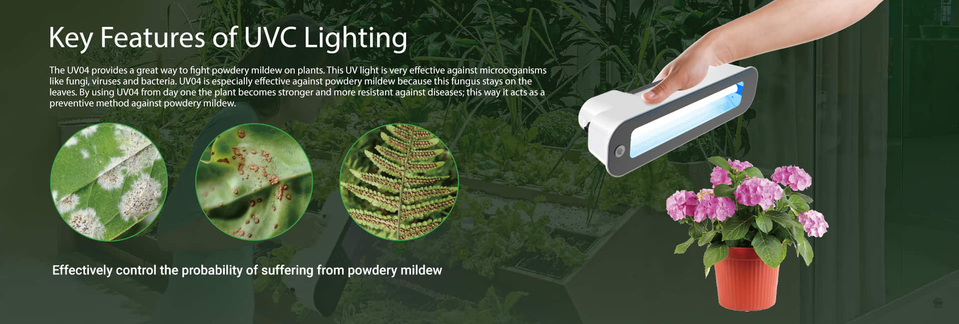 UV04 especially effective against powdery mildew